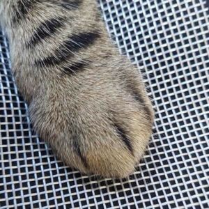 Detalhe da pata de um gato sobre a tela para pet