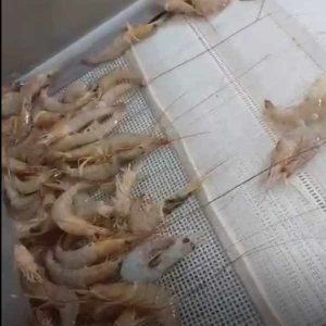 Camarões sobre uma esteira de transporte em tela de poliéster branca, utilizada para limpeza e seleção do pescado. A malha permite o escoamento da água e resíduos, facilitando o processamento e a higiene dos camarões